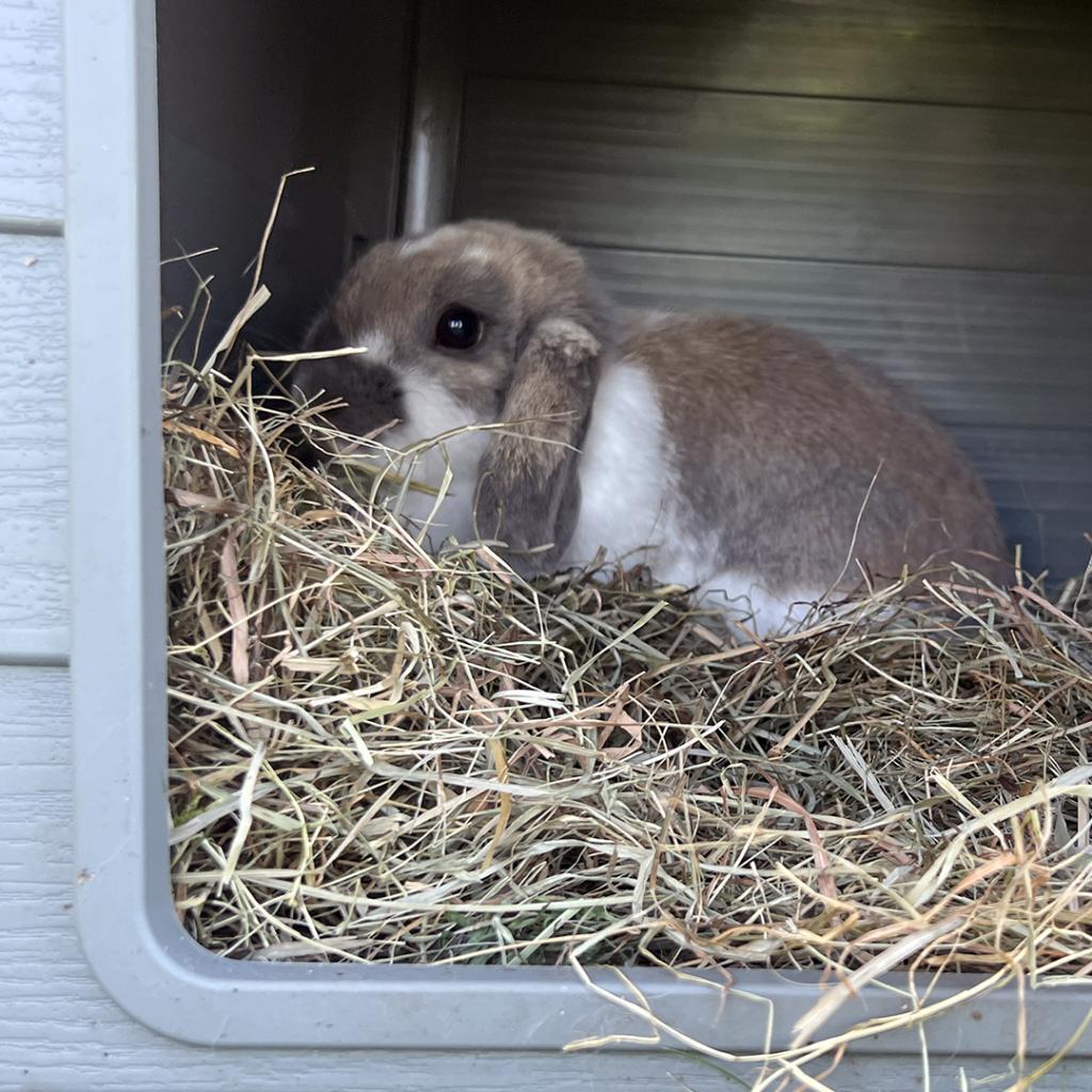 Meilleurs prix pour Accessoire pour litière rongeurs fibre de paille Duvoplus