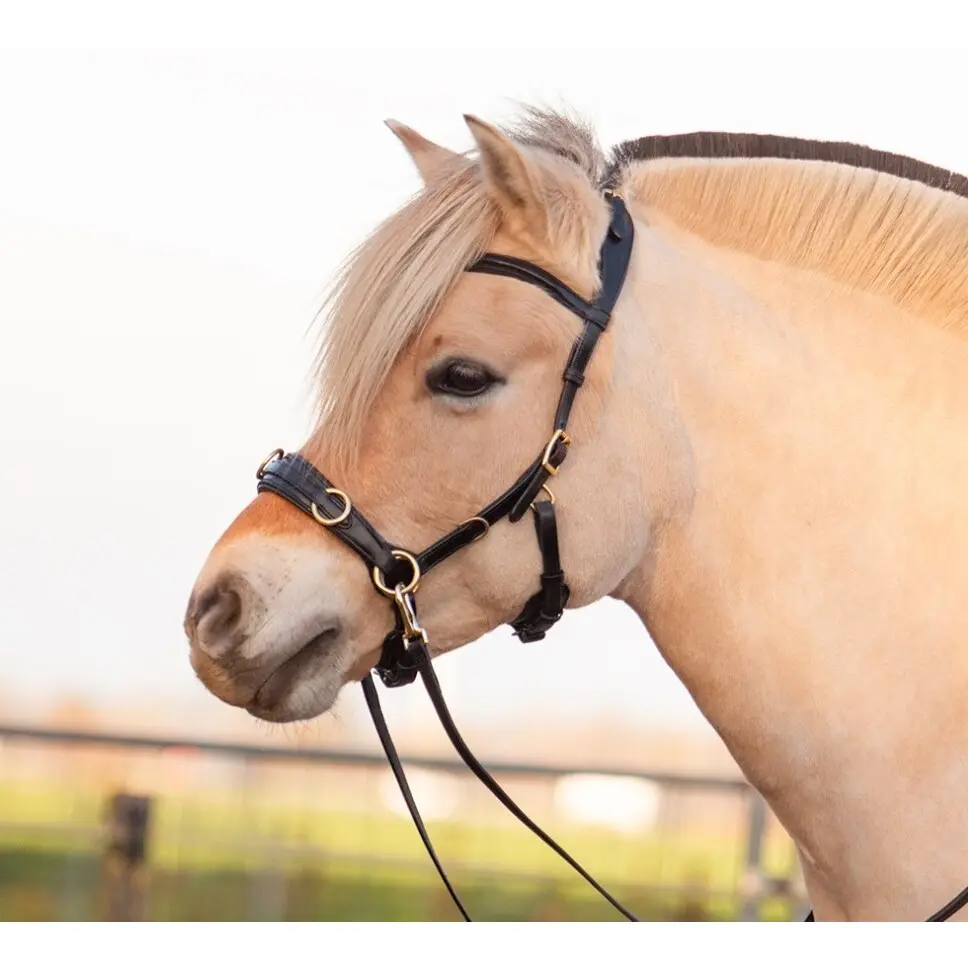 Meilleurs prix pour Caveçon pour cheval Edix Saddles ED5 Pro