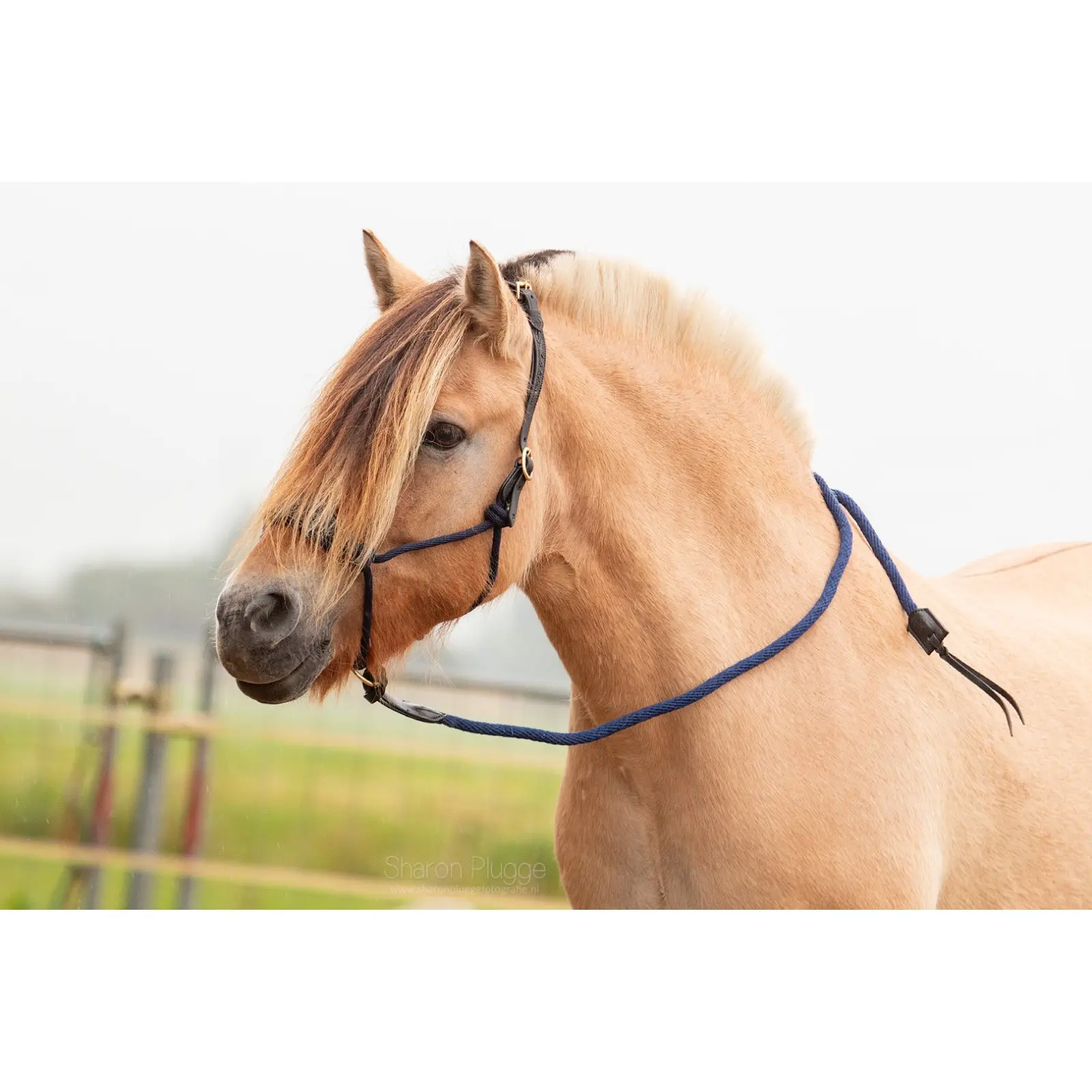 Meilleurs prix pour Licol pour cheval en cuir Edix Saddles Resi-lead