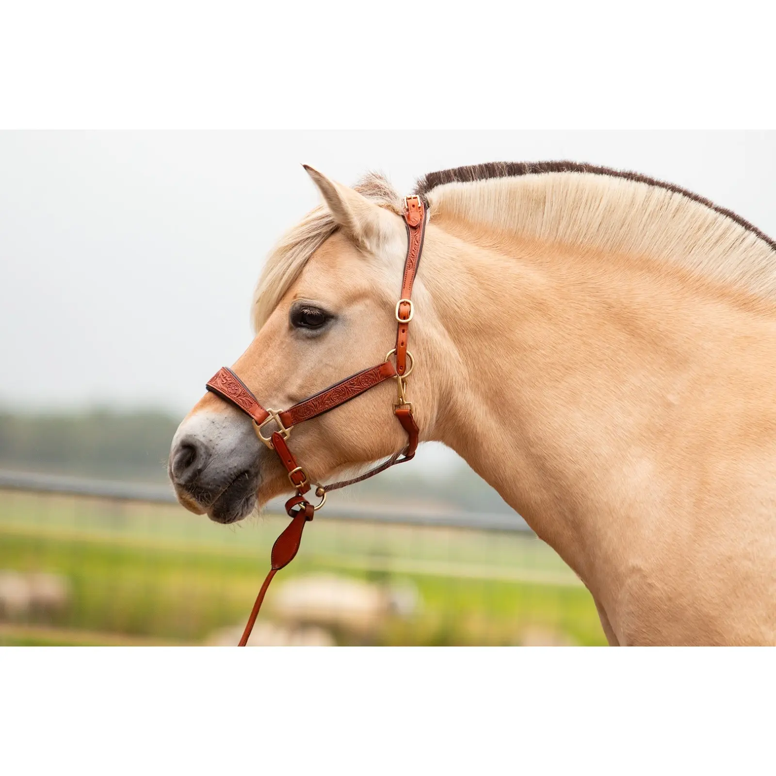 Meilleurs prix pour Licol pour cheval cuir Edix Saddles Kaily