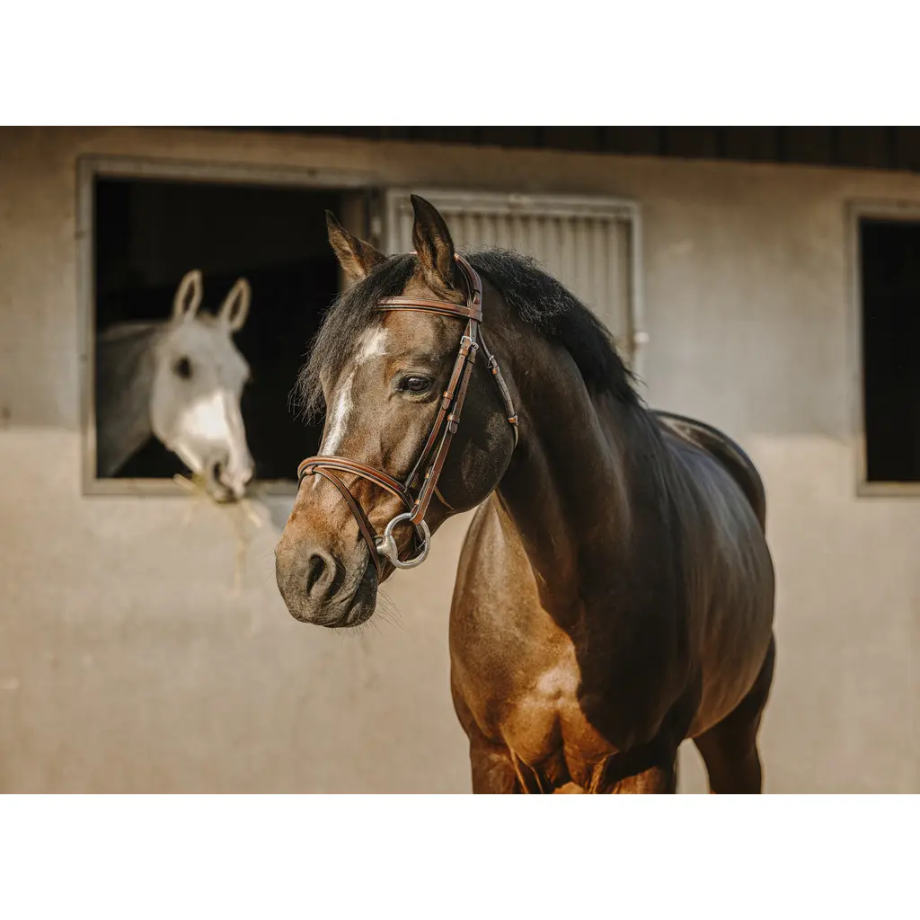 Eric Thomas Marron Anatomical Riding Bridle Crown