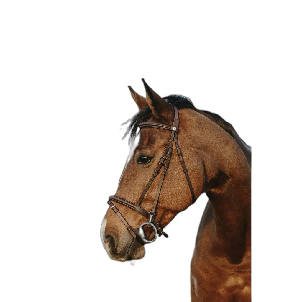 Meilleurs prix pour Bridon équitation Norton Club Easy