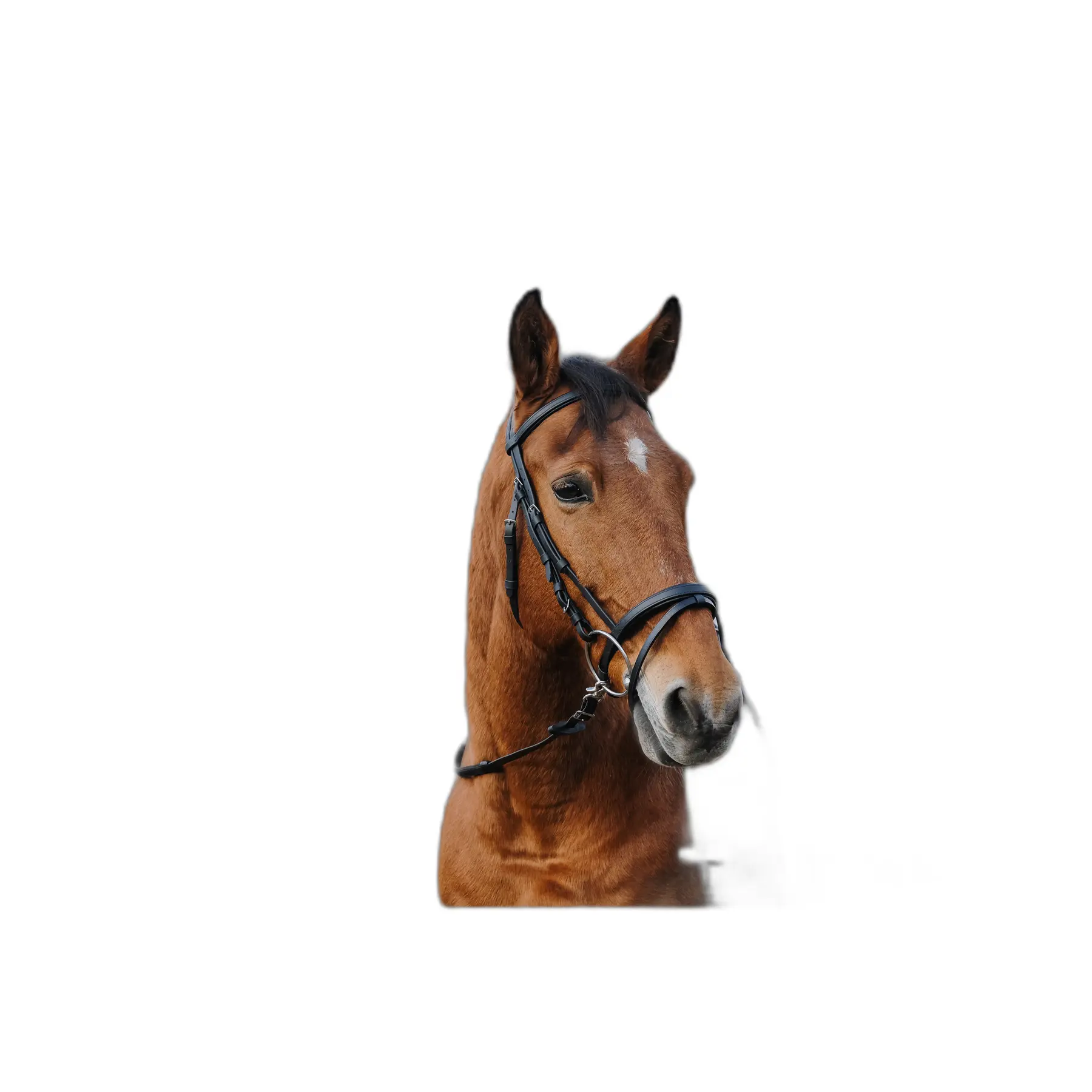 Norton Noir Anatomical Training Riding Bridle