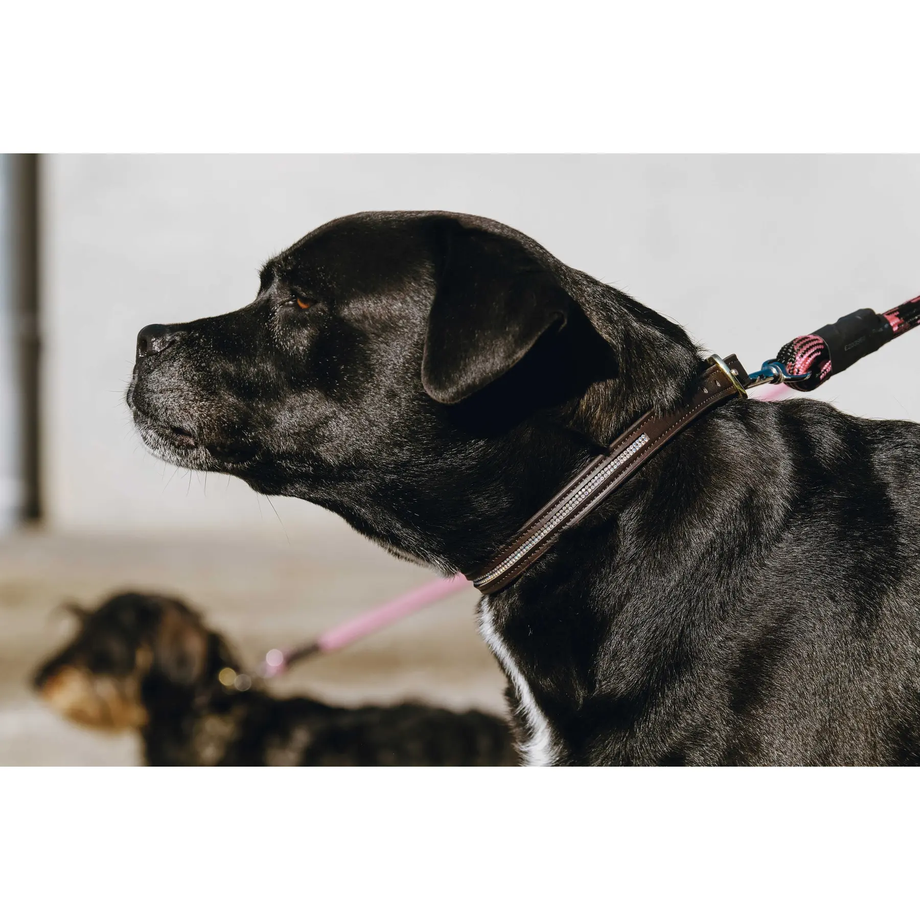 Comparer les prix de Collier et laisse pour chien Equithème Max