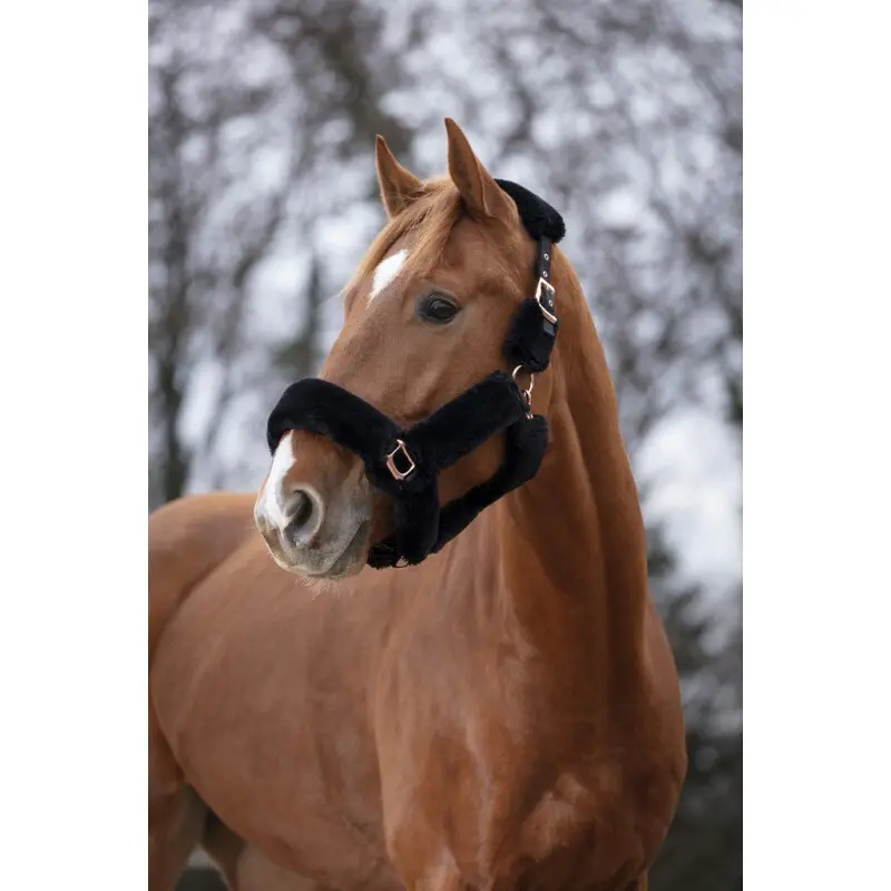 Comparer les prix de Licol pour cheval Equithème Teddy rose gold