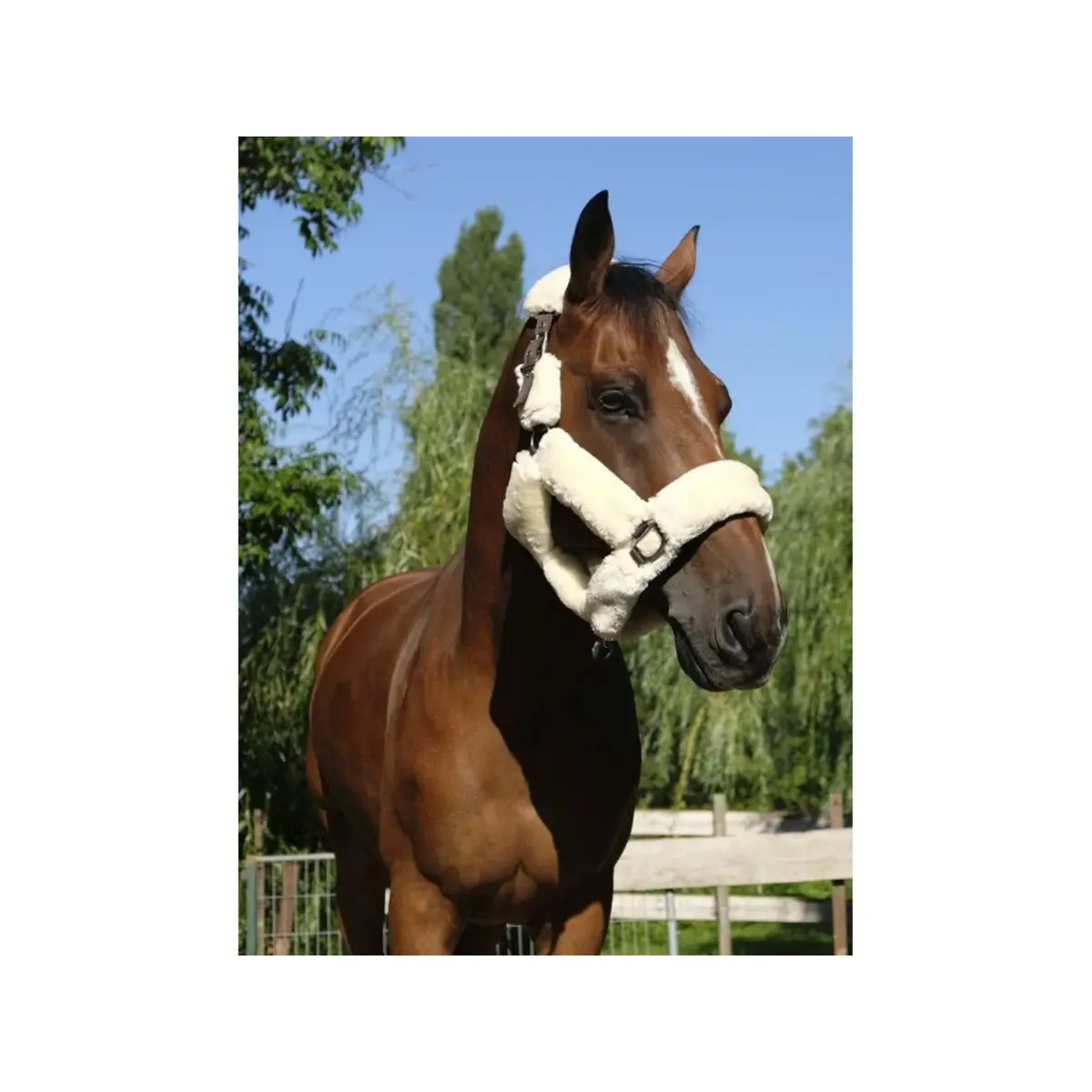 Meilleurs prix pour Licol Equithème Teddy