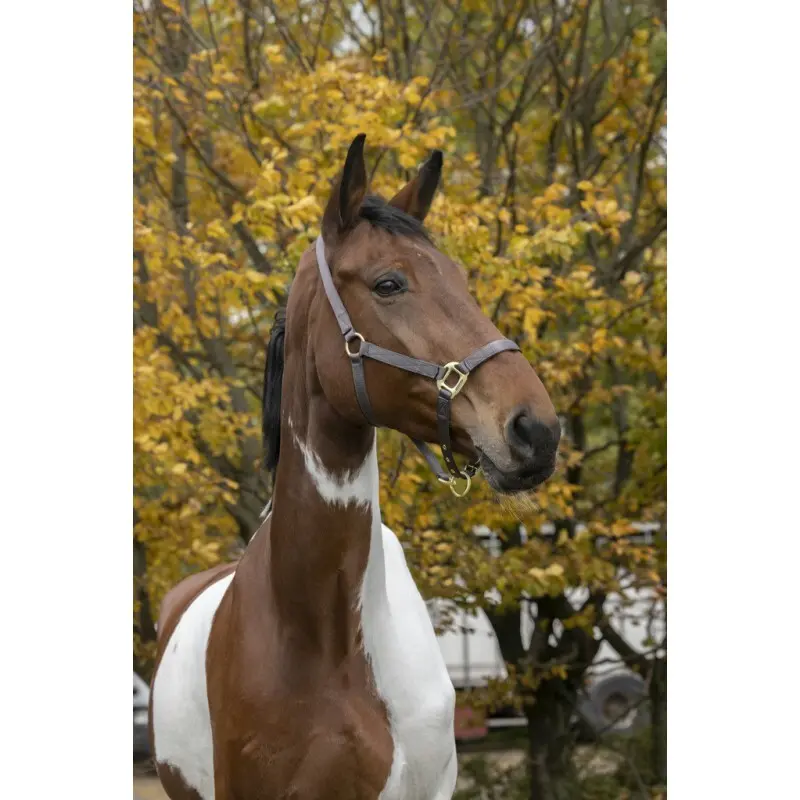 Equithème Marron Halter For Horse Nylon