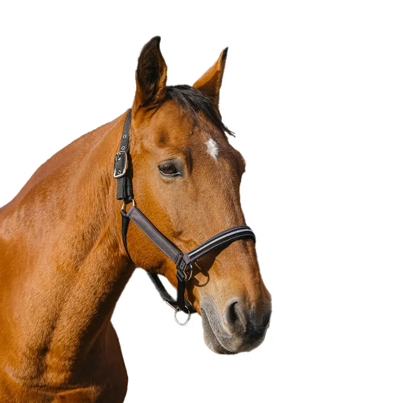 Meilleurs prix pour Licol pour cheval en nylon Equithème Domino