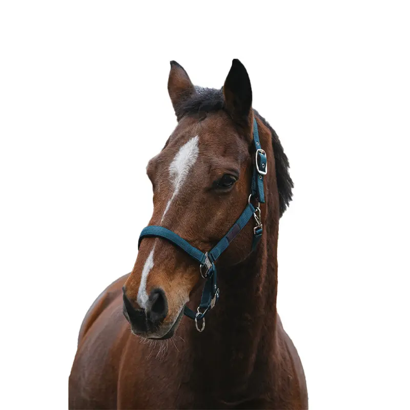 Comparer les prix de Licol pour cheval en nylon Equithème Spring