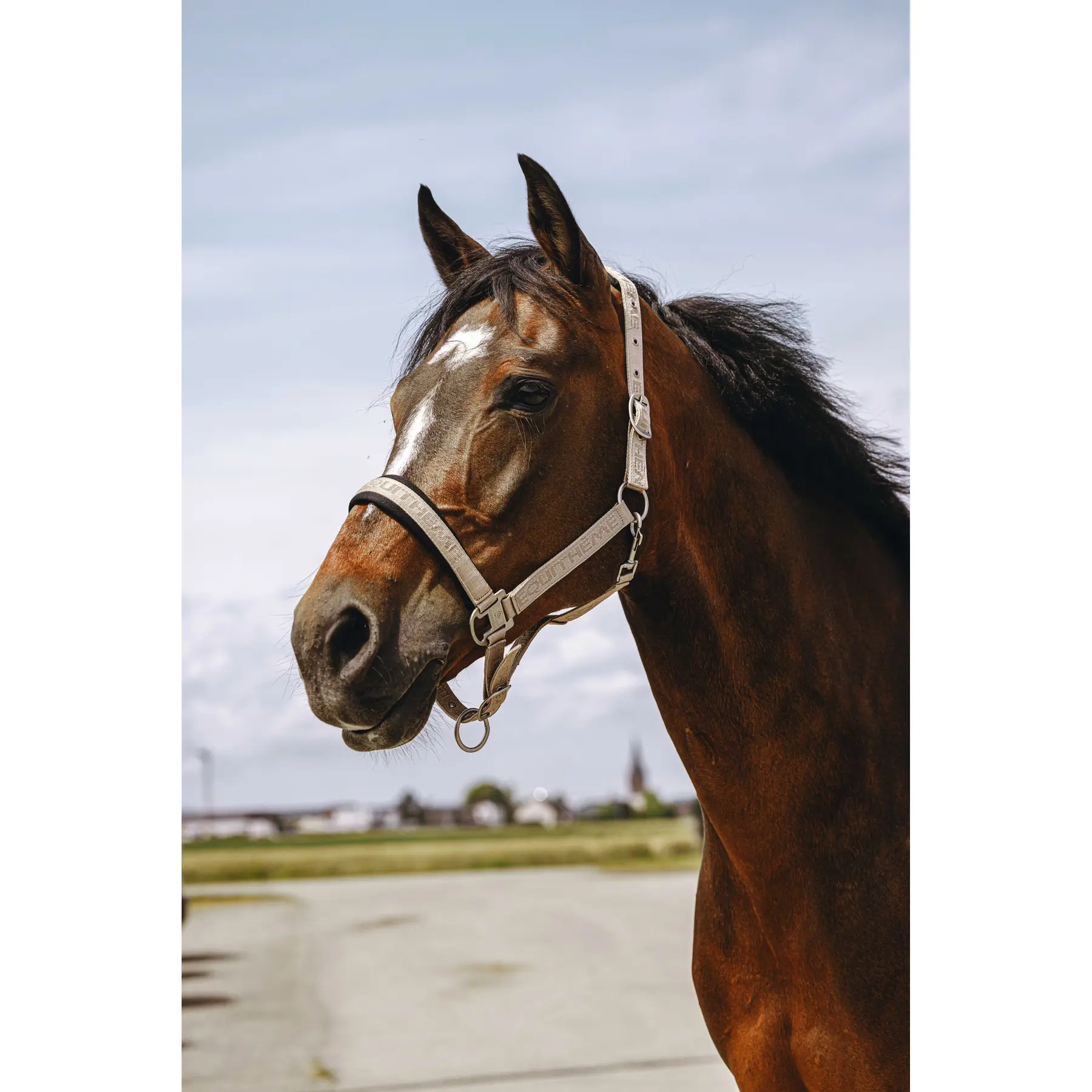 Meilleurs prix pour Licol pour cheval nylon Equithème Jacquard
