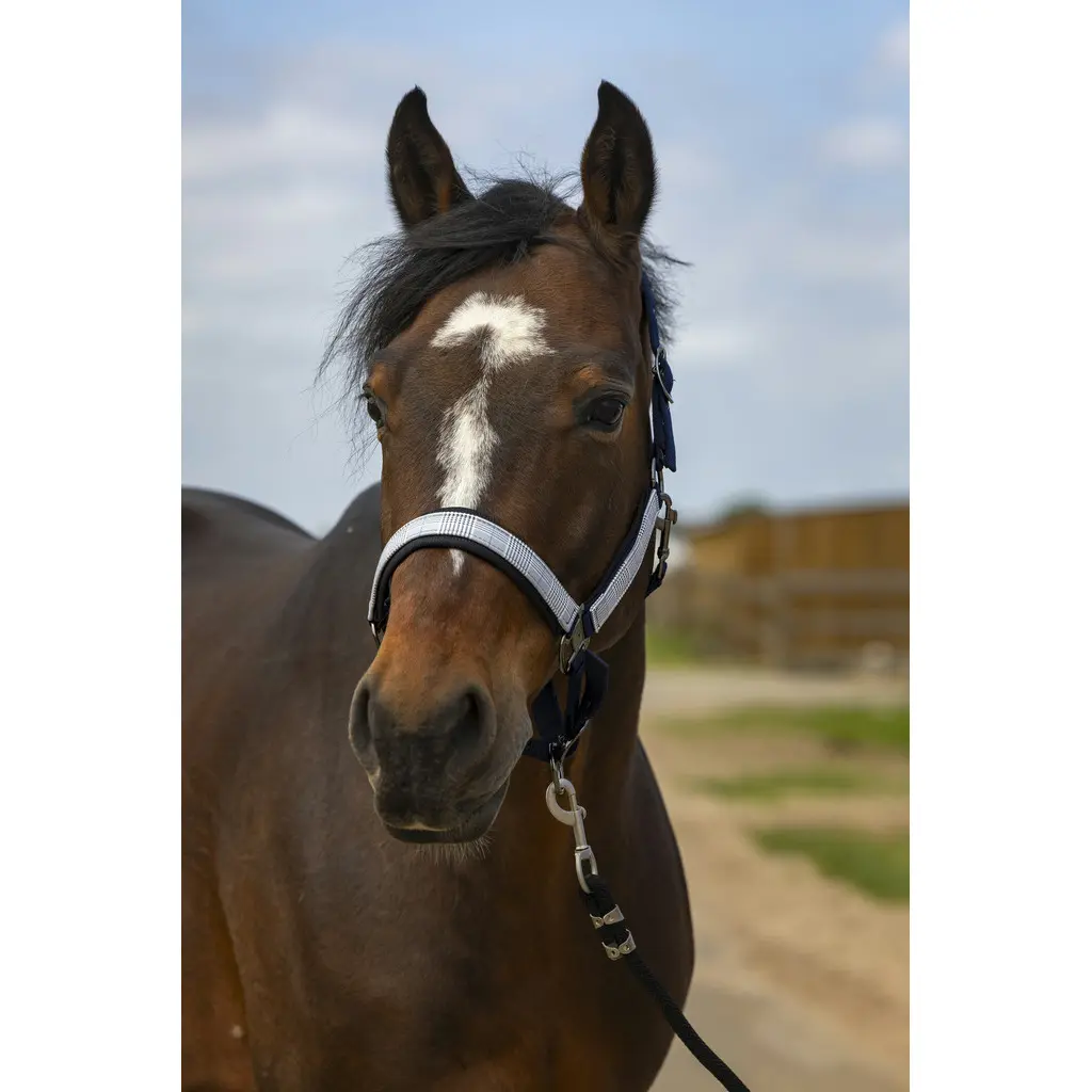 Licol pour cheval en nylon check Equithème