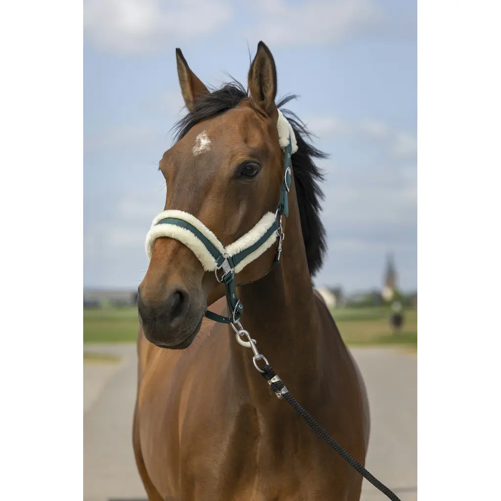 Comparer les prix de Licol pour cheval en nylon mouton Equithème