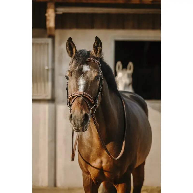 Meilleurs prix pour Bridon équitation anatomique Eric Thomas Work