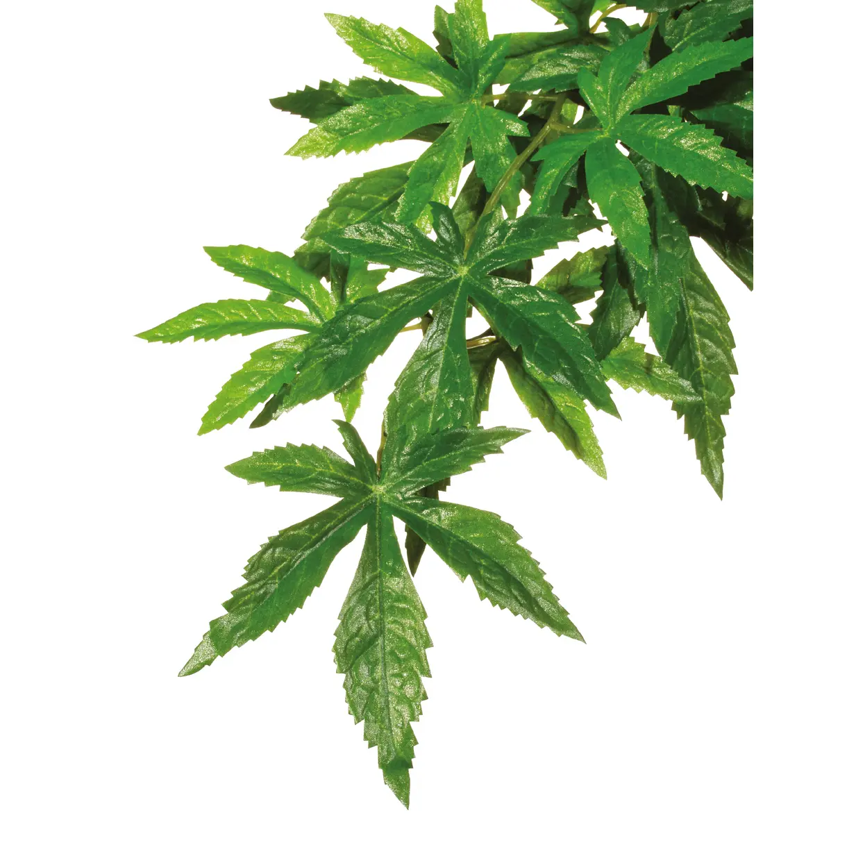 Kit de décoration abutilon plante Exo Terra