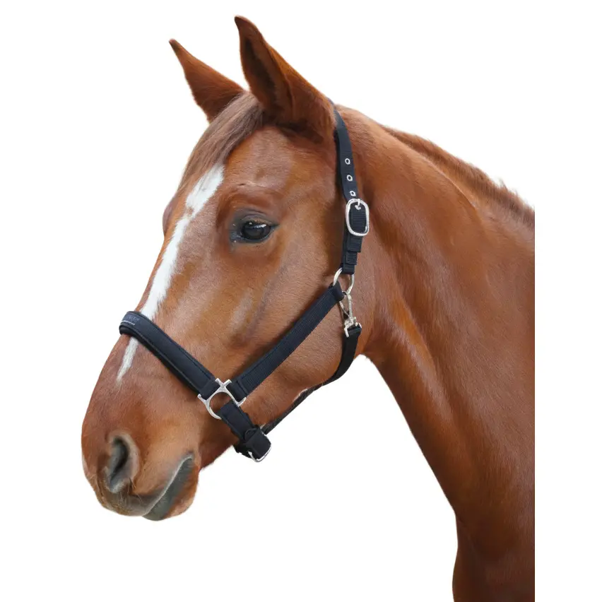 Meilleurs prix pour Licol pour cheval Flags&Cup Laguna