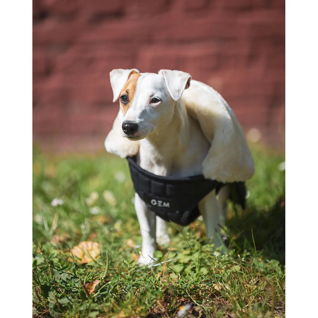 Meilleurs prix pour Couverture pour chien GEM