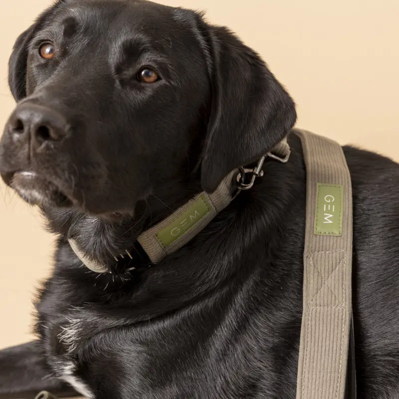 Meilleurs prix pour Laisse pour chien GEM