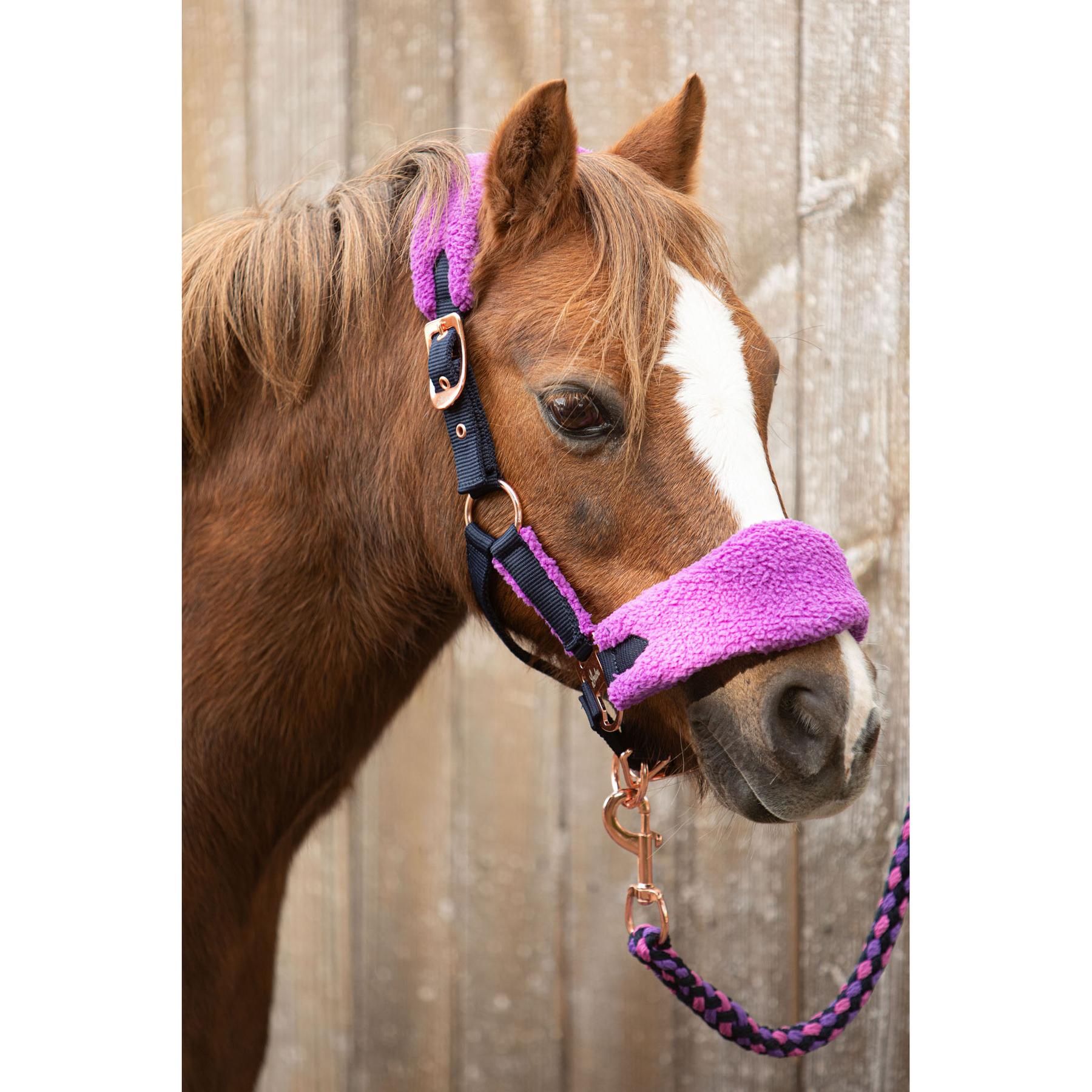 product/h/a/harry-s-horse-31006900-bright-violet-bright-violet-3.jpg