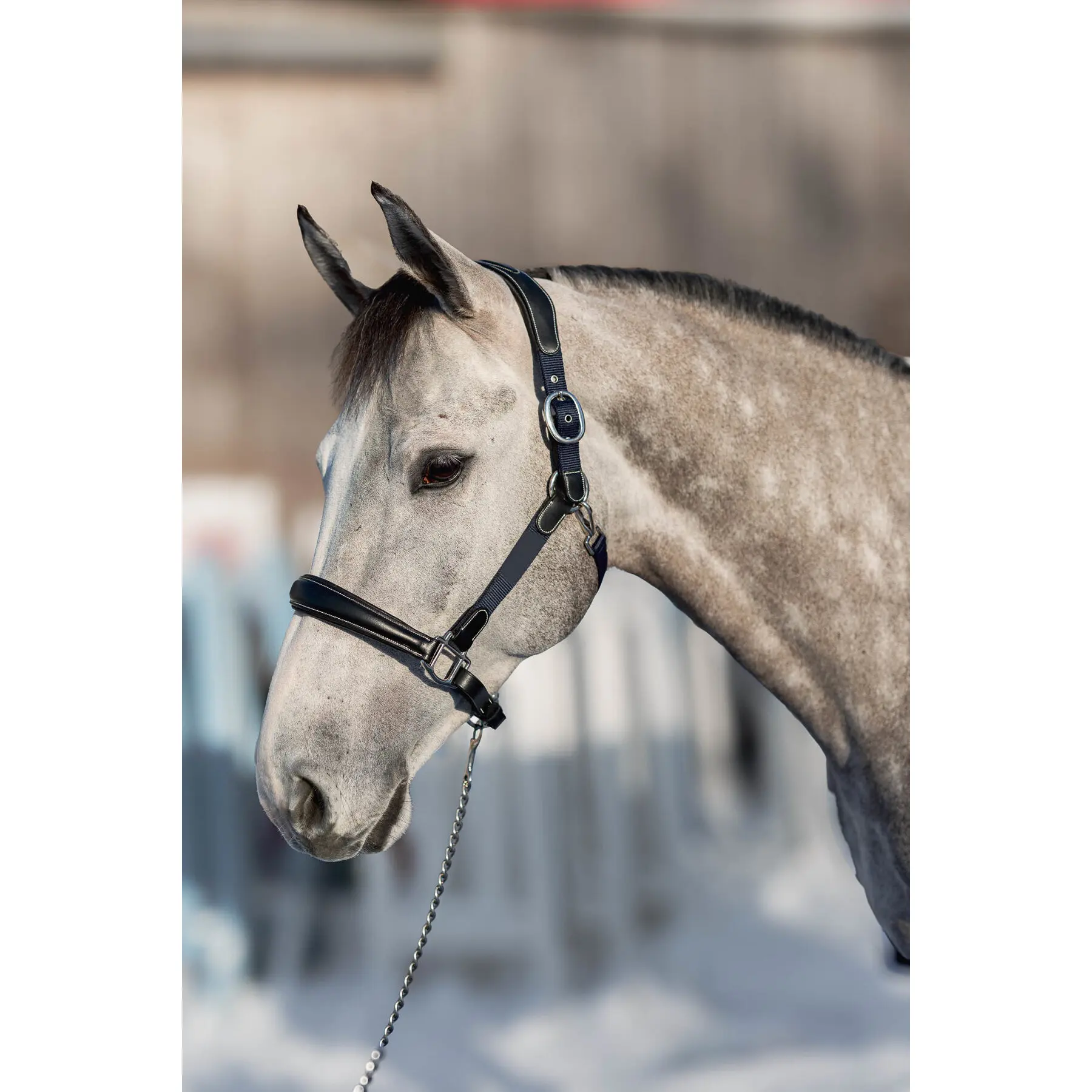 Licol pour cheval en cuir et nylon HFI Mixed
