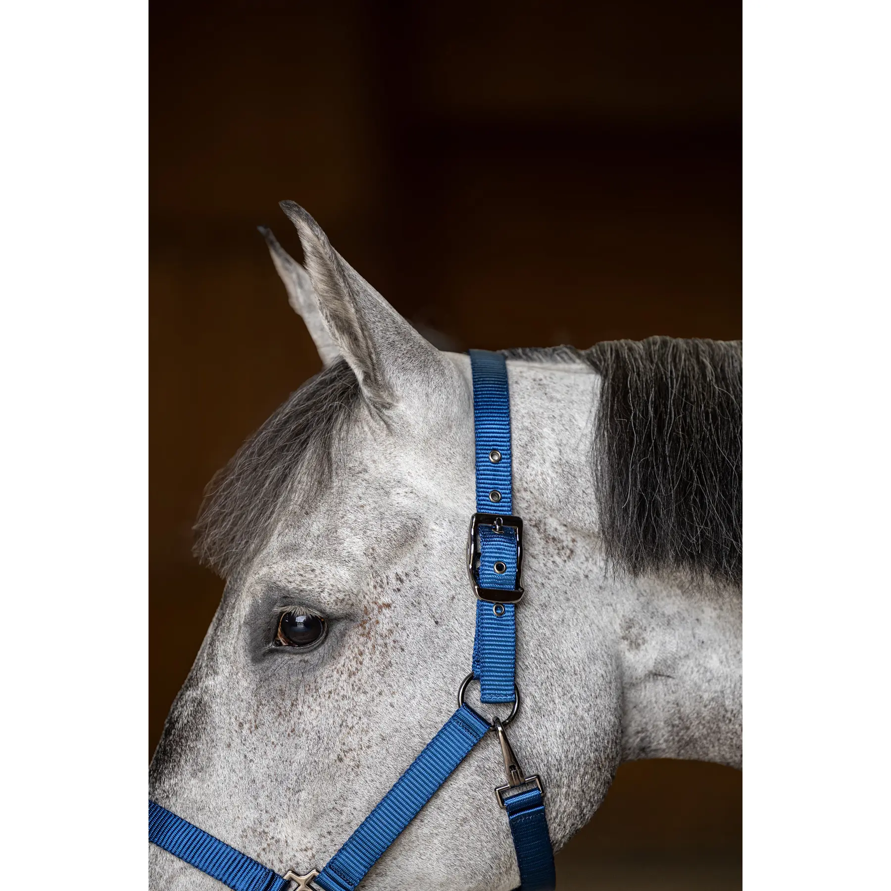 Comparer les prix de Licol pour cheval en nylon HFI