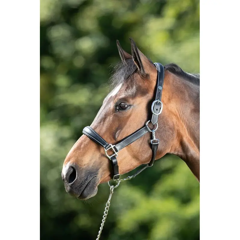 Hfi Noir Leather Halter For Horse Grooming
