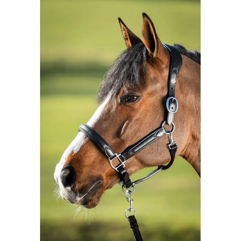 Licol en cuir pour cheval HFI Wave