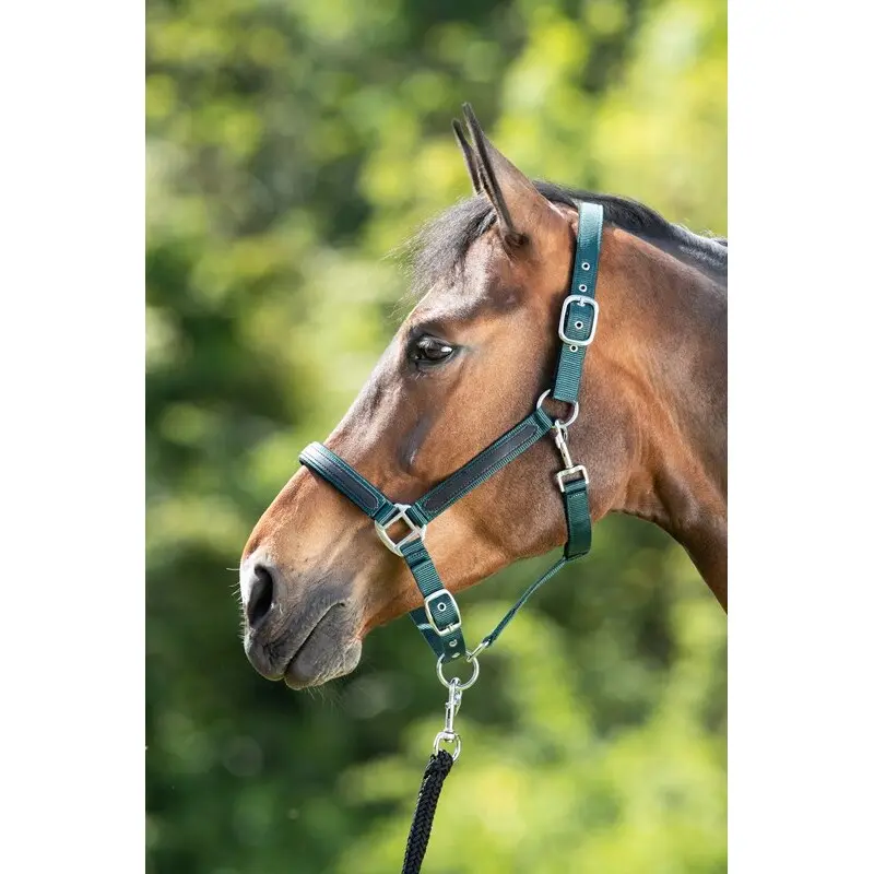 Comparer les prix de Licol pour cheval HFI First