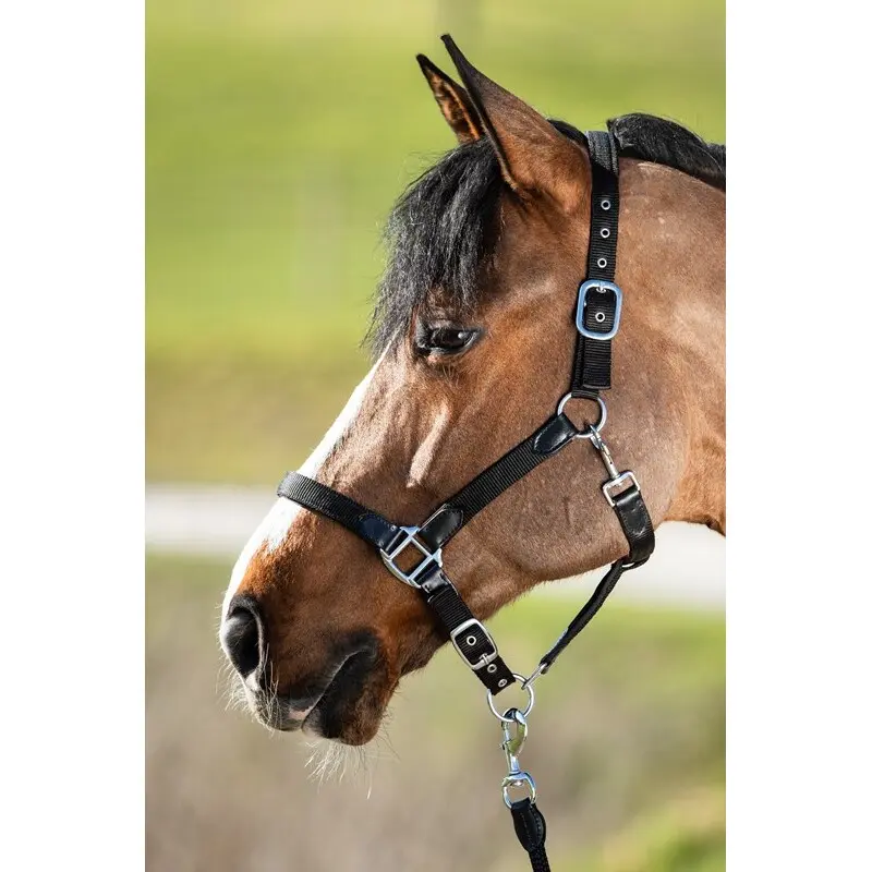 Licol pour cheval HFI Smart