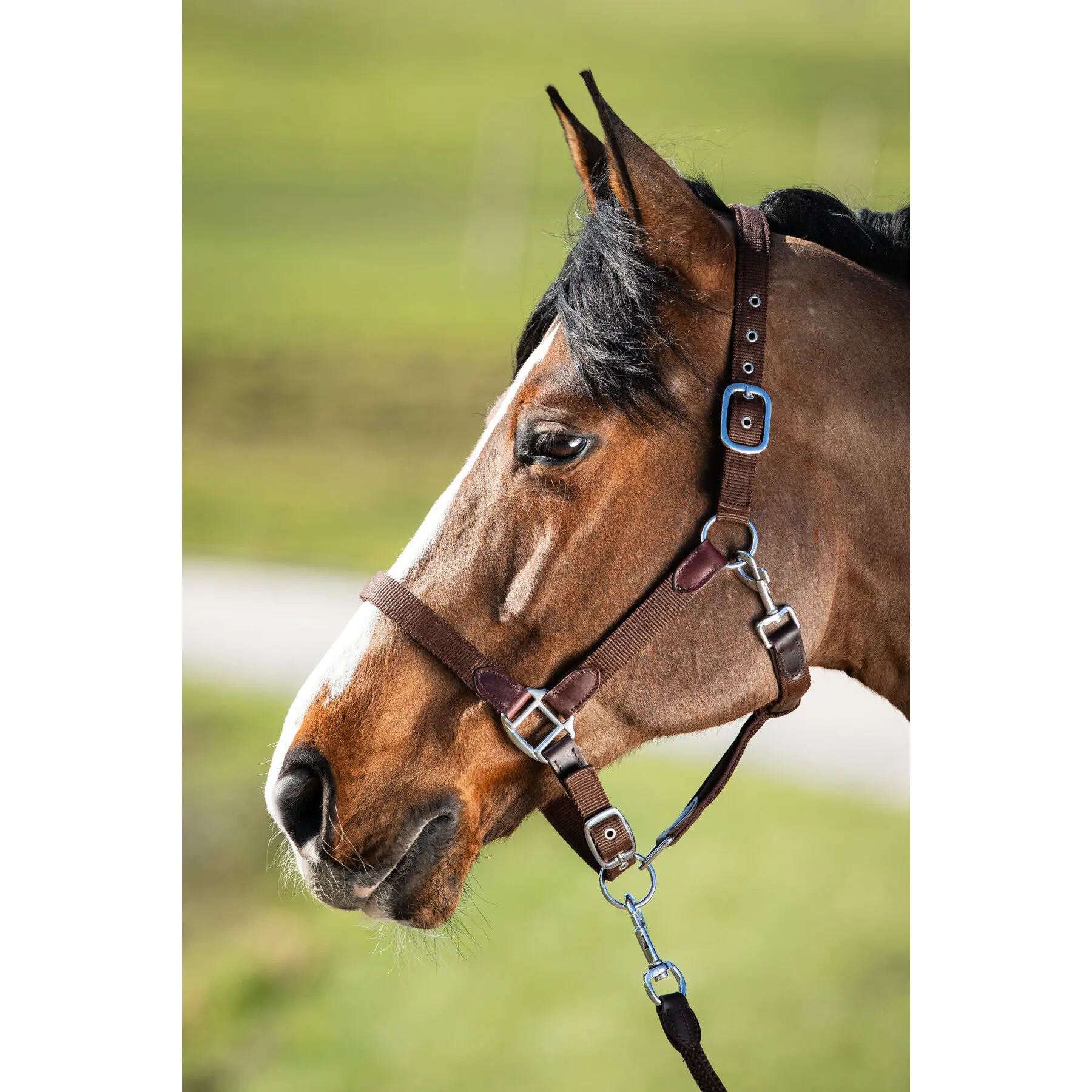 Hfi Marron Halter And Lead Rope Set For Horse Nylon Néoprène Smart
