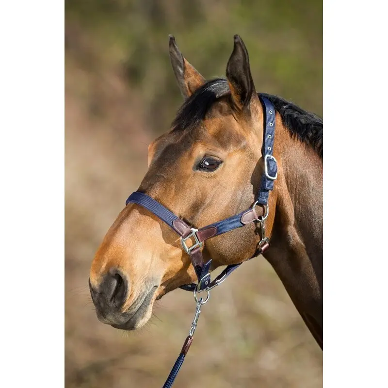 Meilleurs prix pour Licol pour cheval avec corde en nylon HFI Neoprene Smart