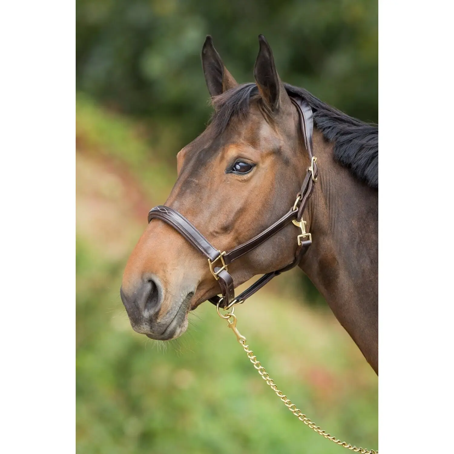 Licol pour cheval anatomique cuir HFI
