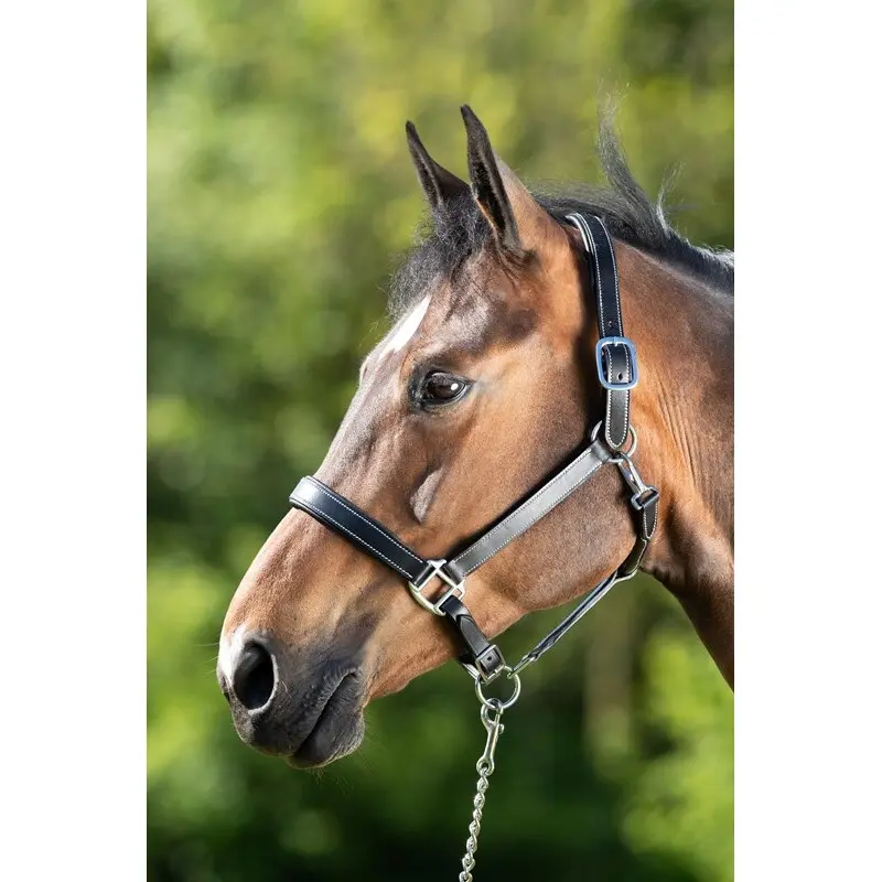 Meilleurs prix pour Licol pour cheval HFI Flat