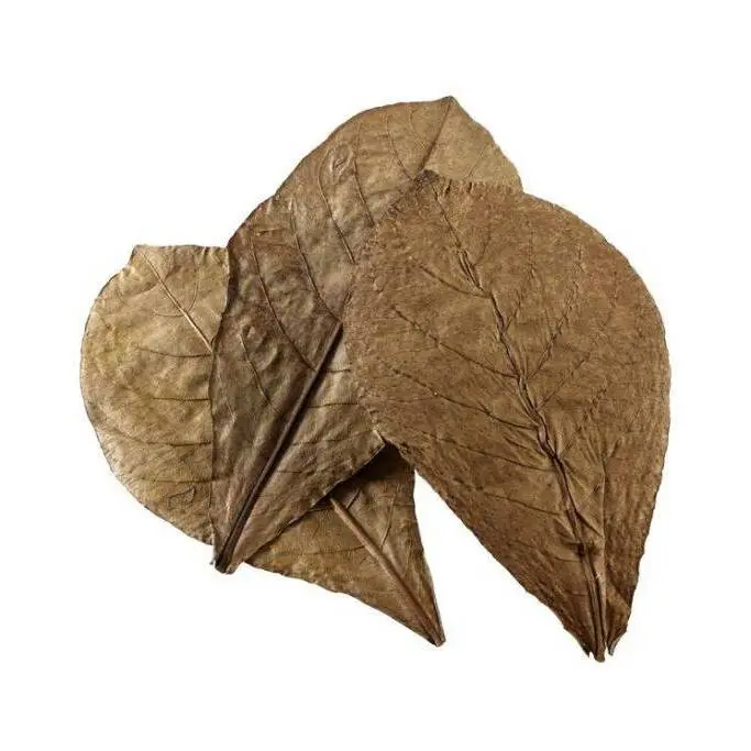 Hobby Beige Water Conditioner Catappa Leaves Xl (X12)