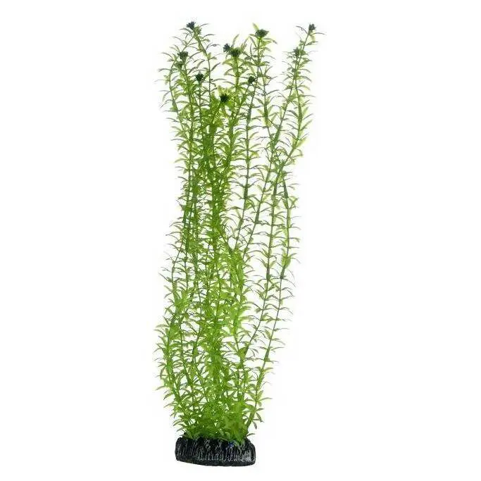 Accessoire pour aquarium Hobby Lagarosiphon