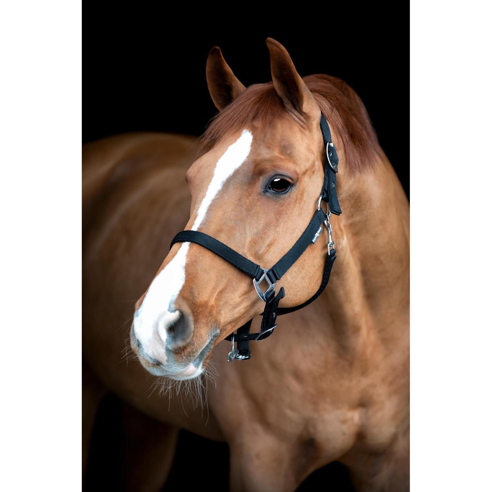 Cavezza HorseGuard Saby