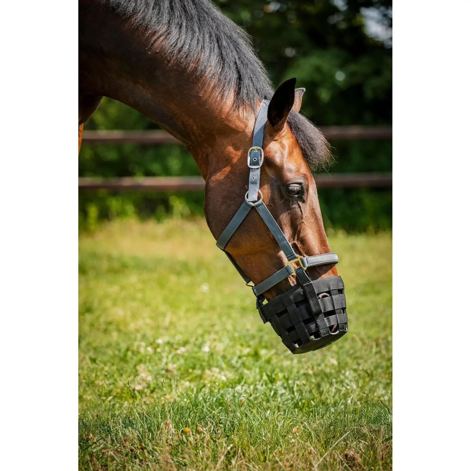 Muselière pour cheval de pâturage avec licol HorseGuard