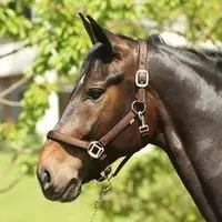 Horseguard Marron Halter For Horse Lea
