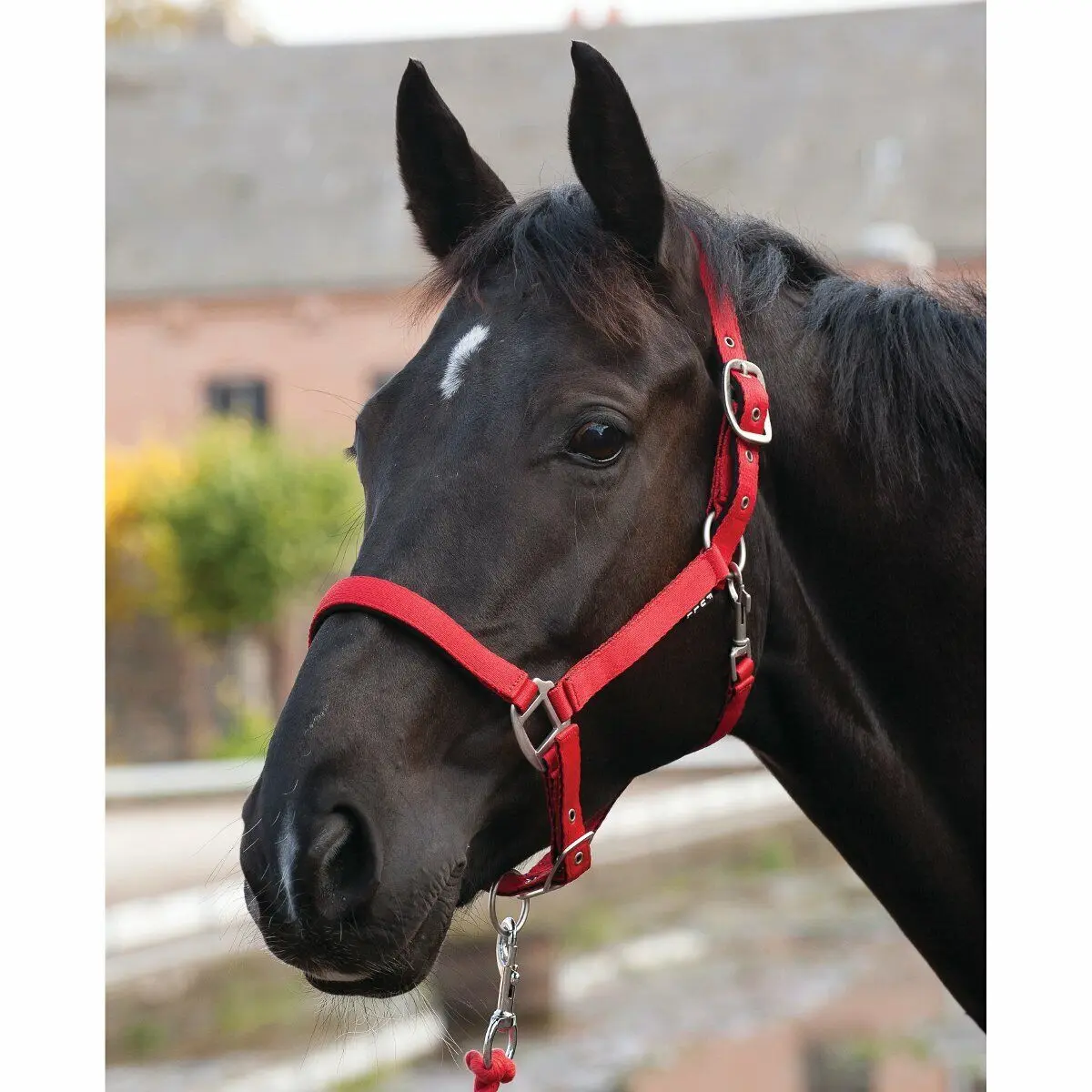 Meilleurs prix pour Licol pour cheval HorseGuard Lea