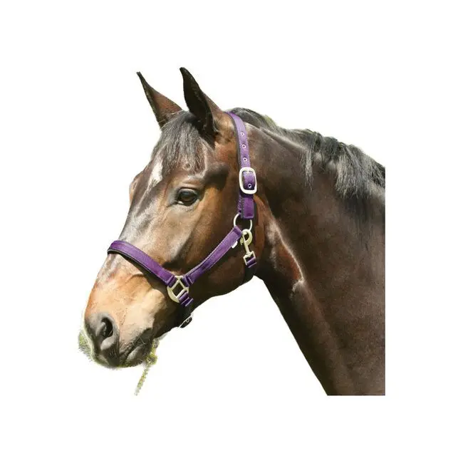 Horseguard Violet Halter For Horse Lea