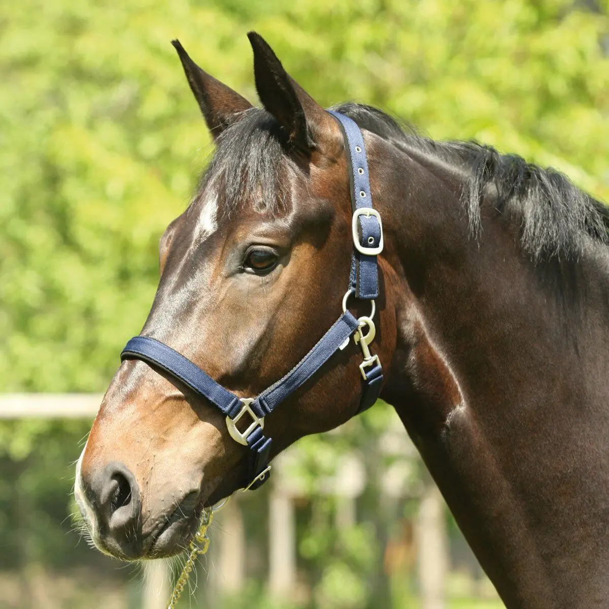 Horseguard Bleu Halter For Horse Lea