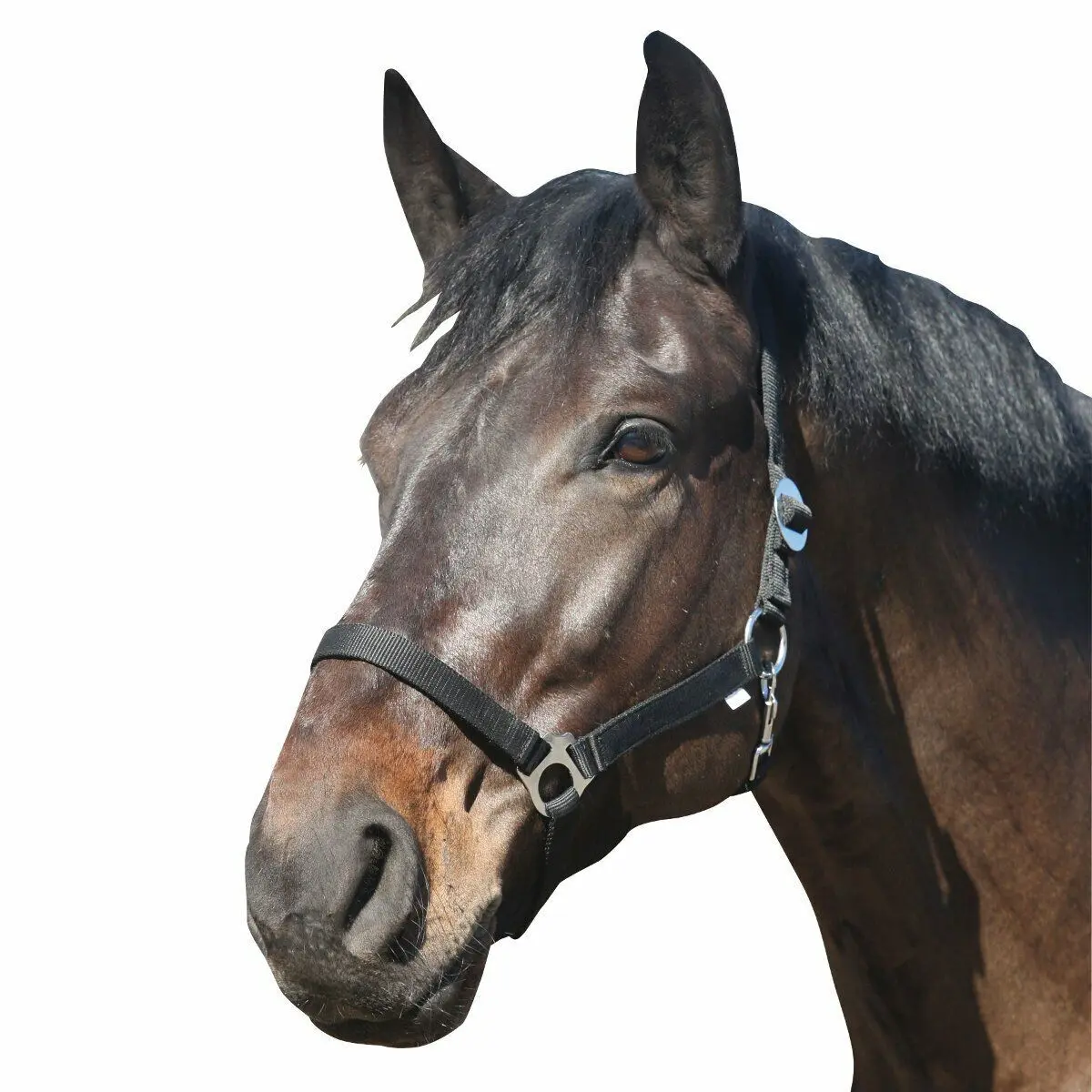 Horseguard Noir Nylon Horse Halter