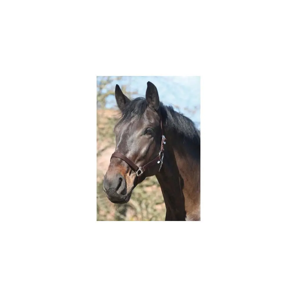 Horseguard Marron Nylon Horse Halter