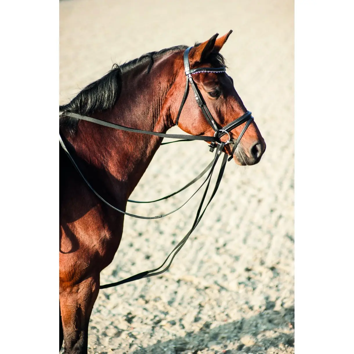 Comparer les prix de Rênes de traction pour cheval HorseGuard
