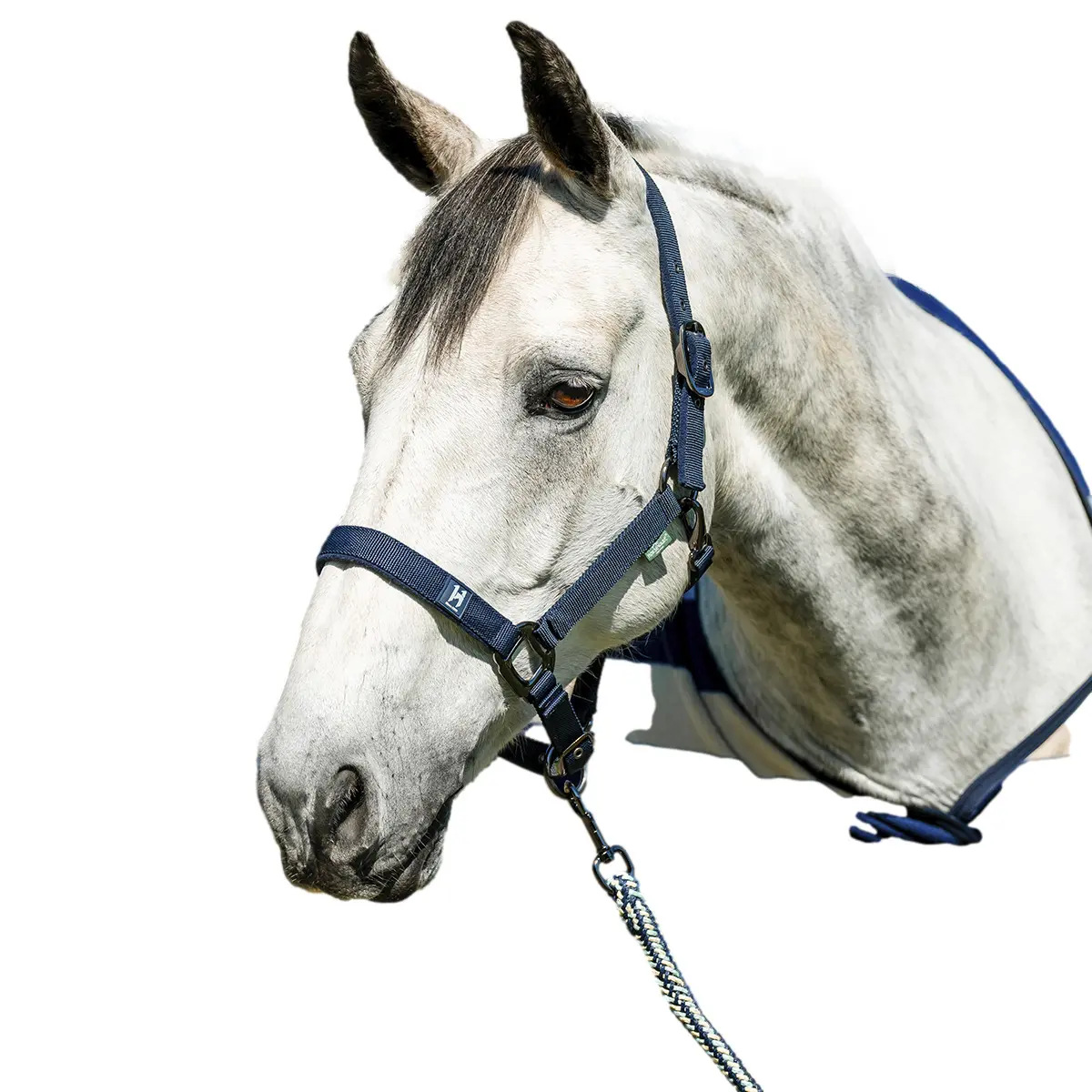 Comparer les prix de Licol pour cheval Horseware Newmarket