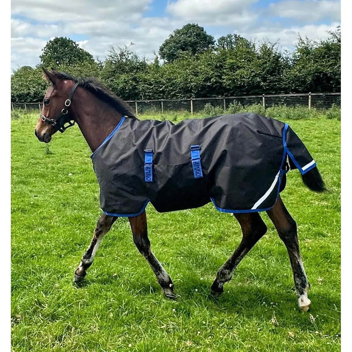 Couverture d'extérieur pour poulain Horseware Amigo Ripstop 900D 50g