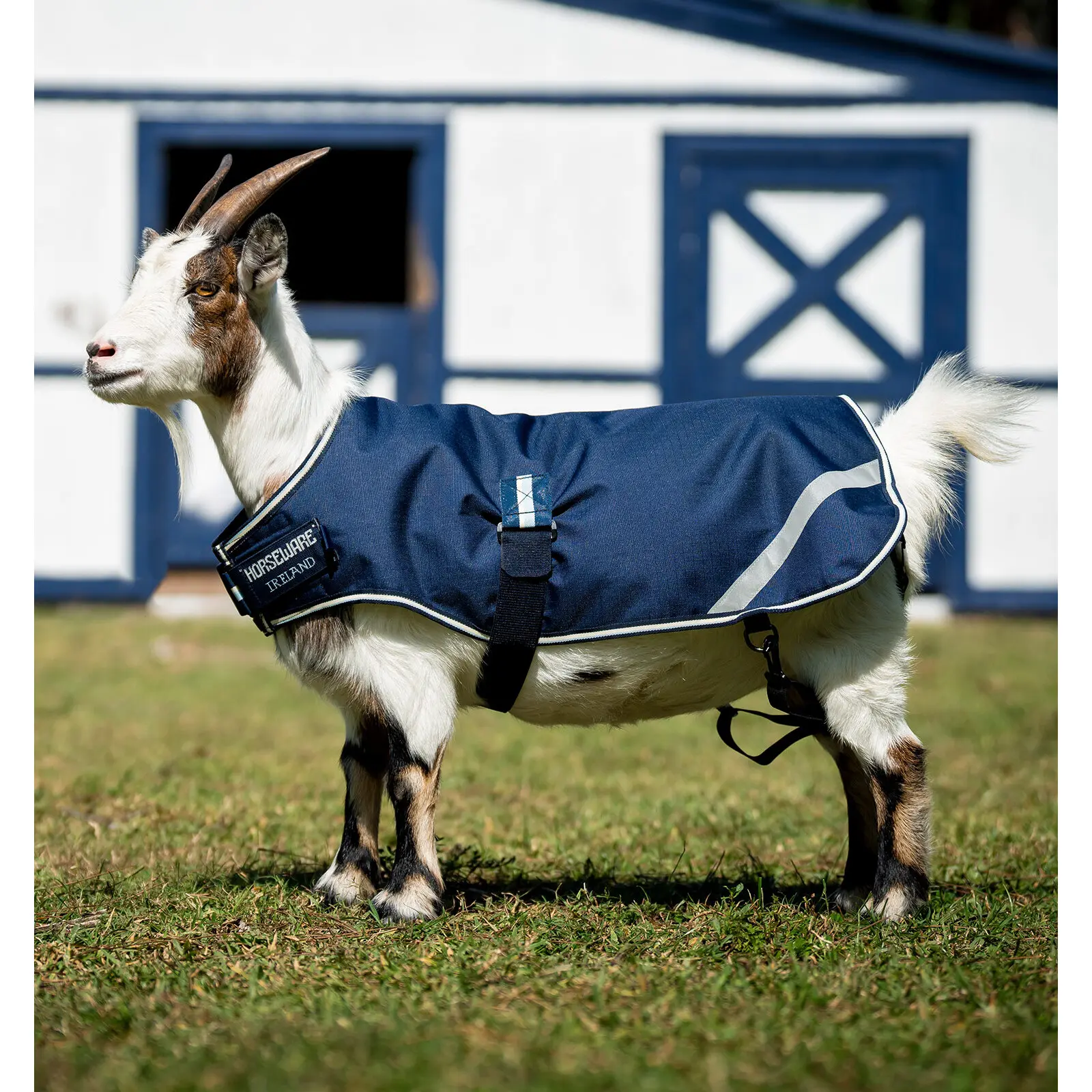 Meilleurs prix pour Couverture pour chèvre Horseware 200g