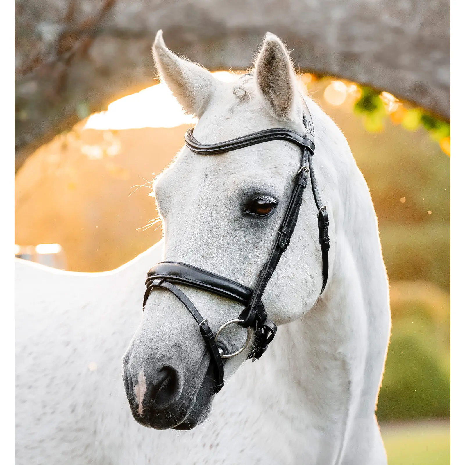 Comparer les prix de Bride équitation Horseware Flash