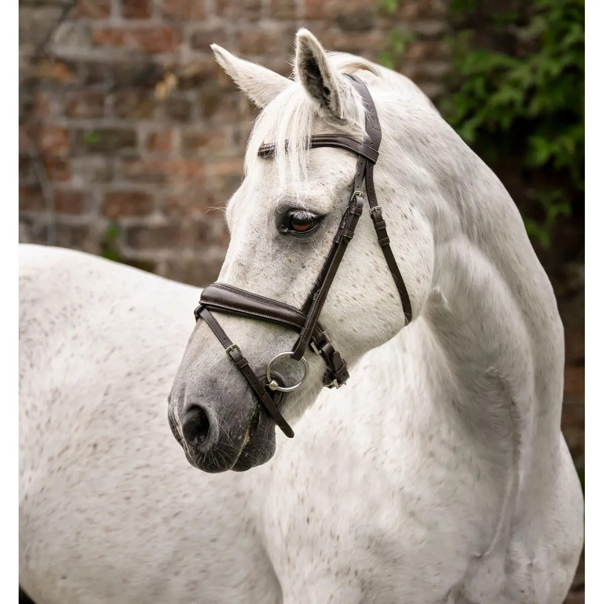 Comparer les prix de Bride pour poney Horseware Flash