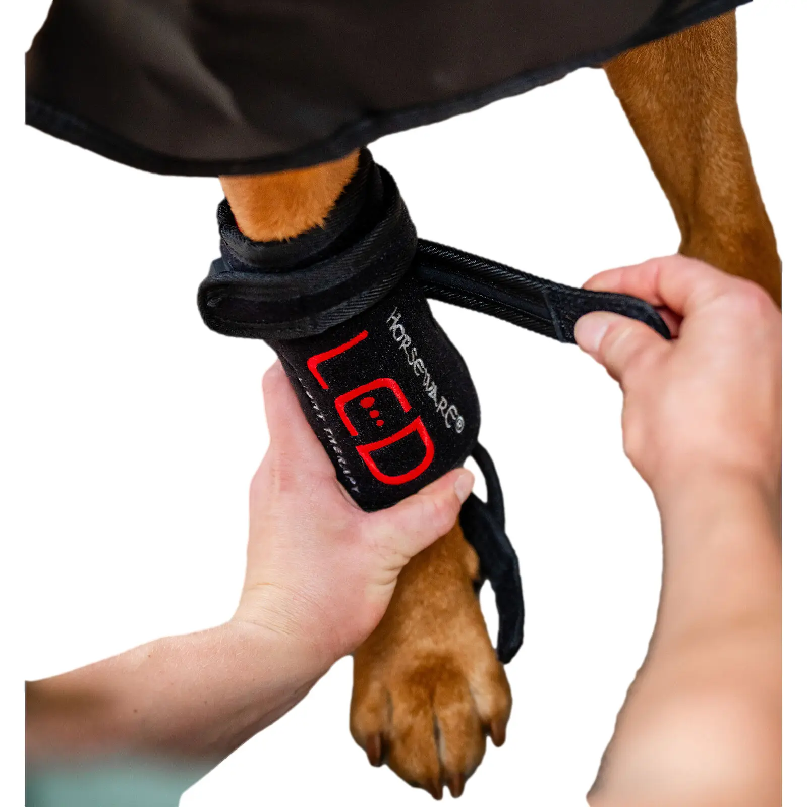 Bandages de thérapie par lumière rouge LED pour chien Horseware