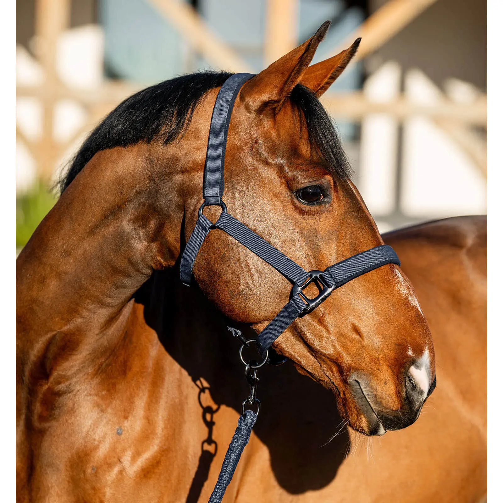 Horseware Bleu Halter And Lead Rope Set For Horse Amigo